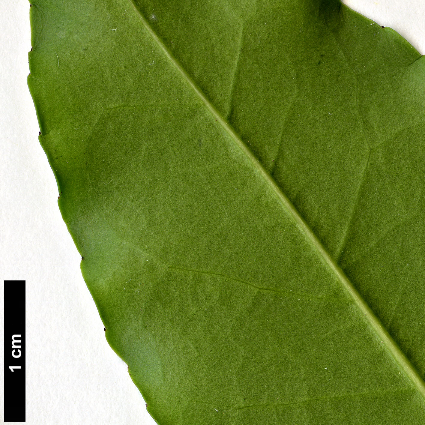 High resolution image: Family: Aquifoliaceae - Genus: Ilex - Taxon: discolor - SpeciesSub: var. tolucana